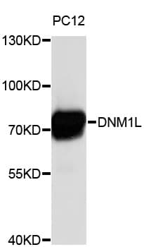Polyclonal Rabbit anti-Human DNM1L / DRP1 Antibody (WB)
