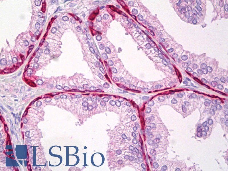 IHC-plus™ TRIP12 Antibody