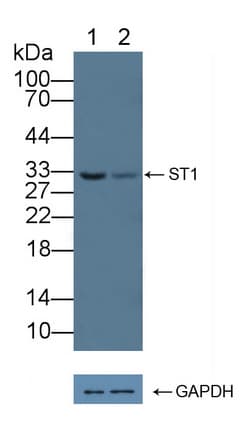 SDCBP / Syntenin Antibody (aa2-298)