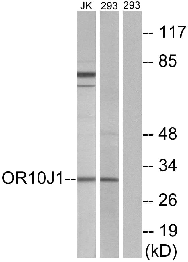 Polyclonal Rabbit anti-Human OR10J1 Antibody (aa241-290, WB)