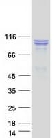 Human SEC24D Protein (Recombinant Myc-DDK (Flag))