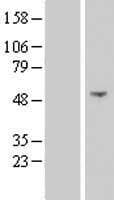NSUN7 Protein (Over-Expression Lysate Myc-DDK (Flag))