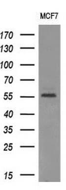 AKT1 Antibody (clone OTI1B2, Carrier-free)