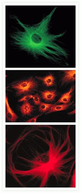 Alpha Tubulin Antibody (clone 236-10501)