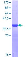 Human LRRC8A / LRRC8 Protein (Recombinant GST, N-terminus)