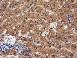 CTH / Cystathionase Antibody (clone OTI1E12, Carrier-free)