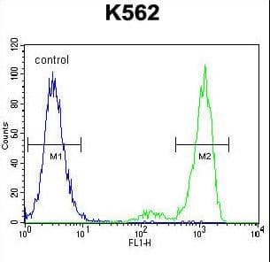 Polyclonal Rabbit anti-Human PRSS48 / ESSPL Antibody (aa85-114, WB)