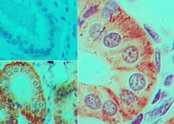 IL17F Antibody (clone 4H1629)