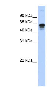 RMDN3 Antibody (aa395-444)
