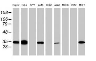 SDCBP / Syntenin Antibody (clone OTI2H6, Carrier-free)