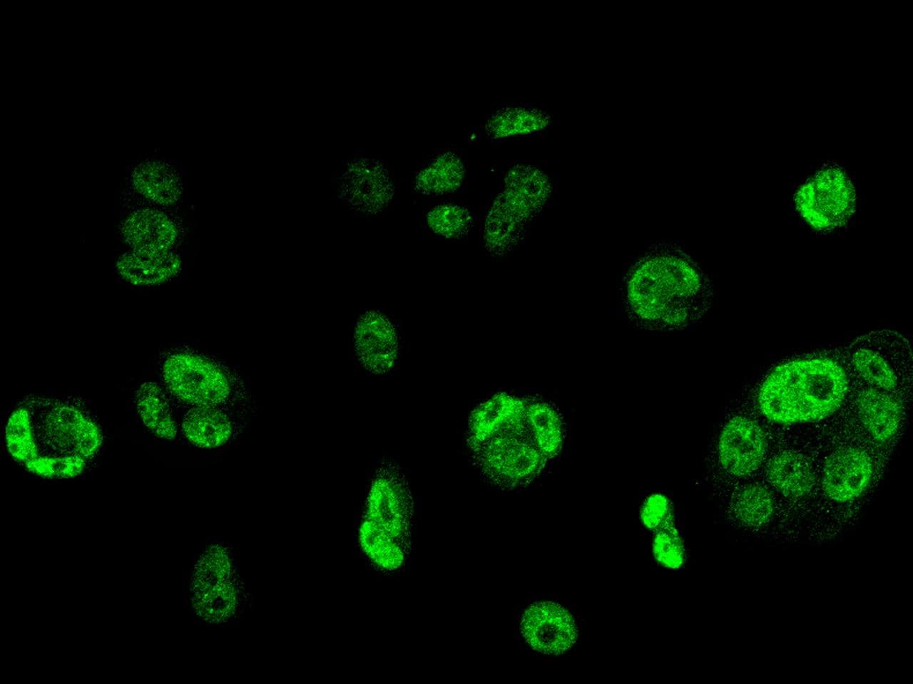 Polyclonal Rabbit anti-Human MORN2 Antibody (IF)