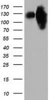 MICAL1 / MICAL Antibody (clone OTI4B1, Carrier-free)
