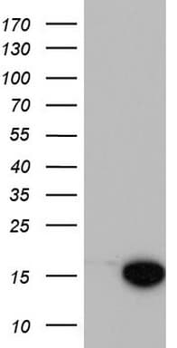 MAP1LC3A / LC3A Antibody (clone OTI2D5)