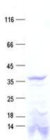 Human DTWD1 Protein (Recombinant His, N-Terminal)
