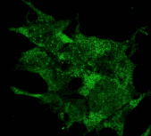 BECN1 / Beclin-1 Antibody