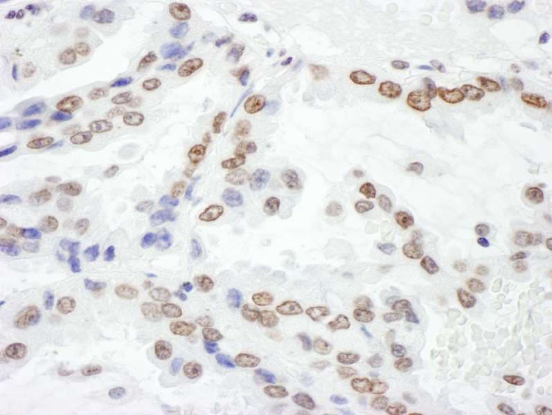 H2AFX / H2AX Antibody (C-Terminus)