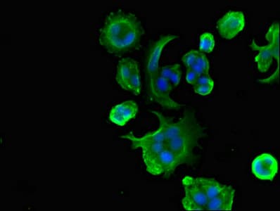 Polyclonal Rabbit anti-Human UBP43 / USP18 Antibody (IHC, IF, WB)