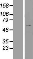ZNF789 Protein (Over-Expression Lysate Myc-DDK (Flag))