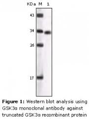 GSK3A / GSK3 Alpha Antibody (clone IgG1)