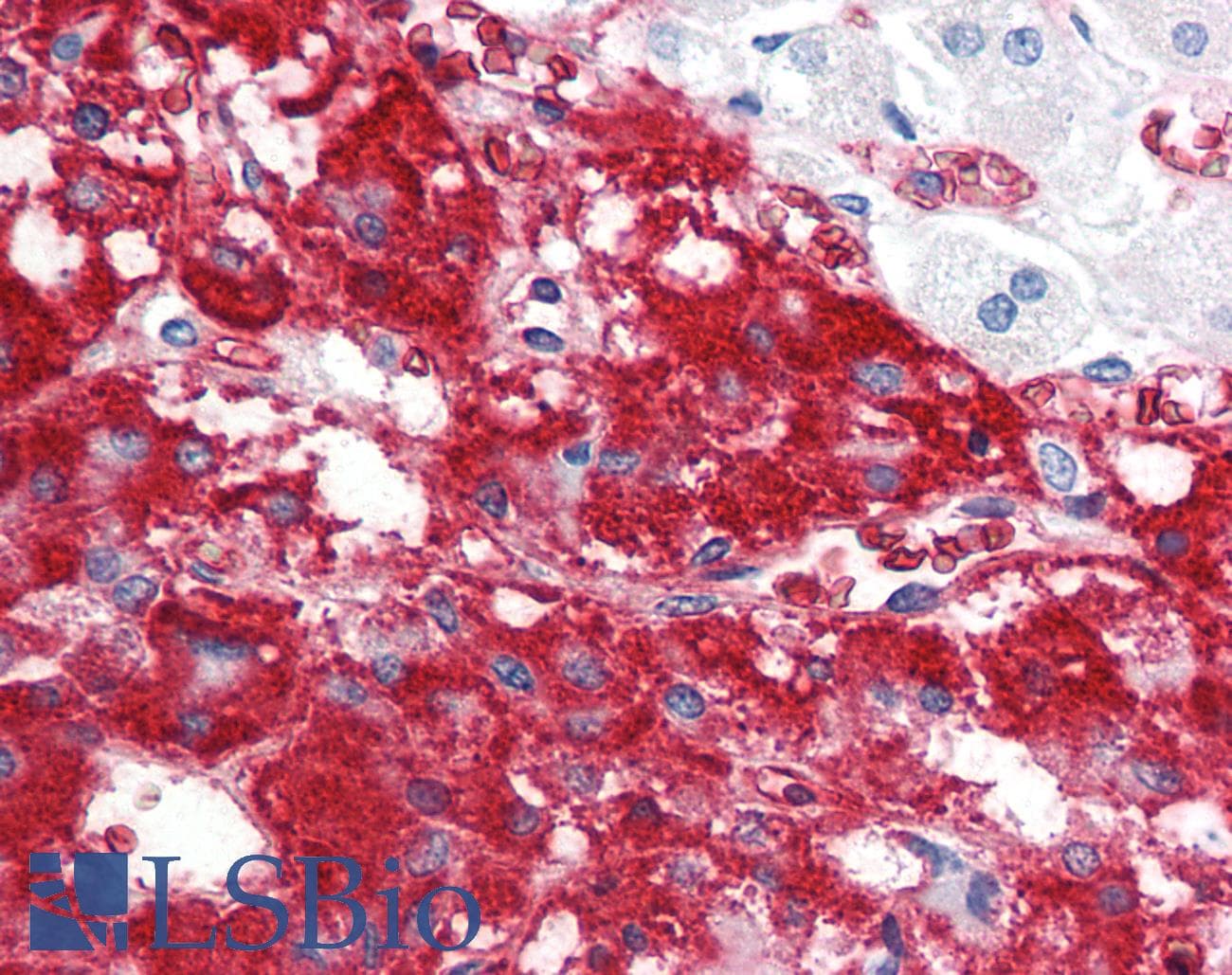 IFNL1 / IL29 Antibody (aa54-85, APC)