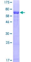 Human TUBA4A / TUBA1 Protein (Recombinant GST)