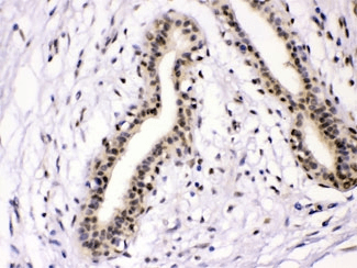 Polyclonal Rabbit anti-Human NFIA / Nuclear Factor 1 Antibody (IHC, WB)