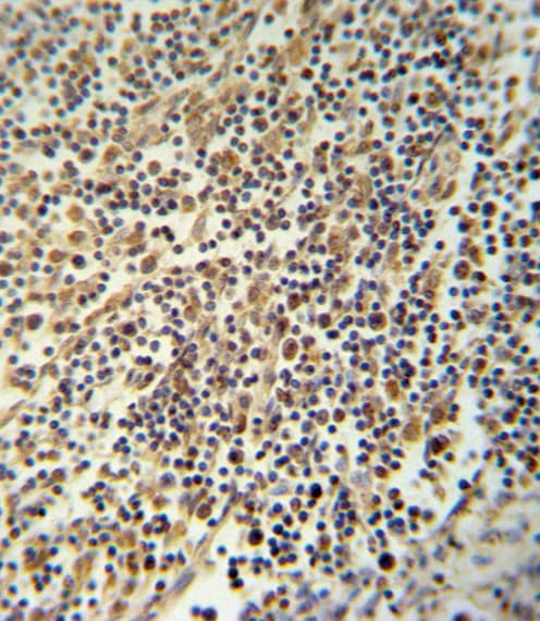 NALP3 / NLRP3 Antibody (aa65-91)