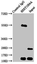 HIST1H4I Antibody