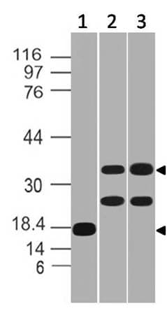 MSI2 Antibody