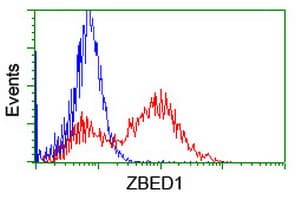 Monoclonal Mouse anti-Human ZBED1 / TRAMP Antibody (clone OTI2E5, IHC, WB)