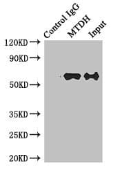MTDH / Metadherin Antibody (aa1-260)