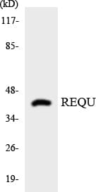 IHC-plus™ Requiem / DPF2 Antibody (aa125-174)
