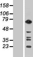 GTPBP1 / GP1 Protein (Over-Expression Lysate Myc-DDK (Flag))