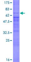 Human SPPL3 / IMP2 Protein (Recombinant GST)