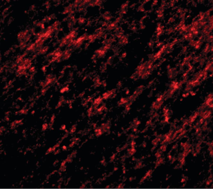 IHC-plus™ STK39 / SPAK Antibody