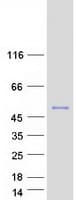 Human API5 Protein (Recombinant Myc-DDK (Flag))