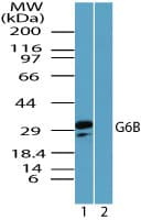 C6orf25 Antibody (aa170-220)