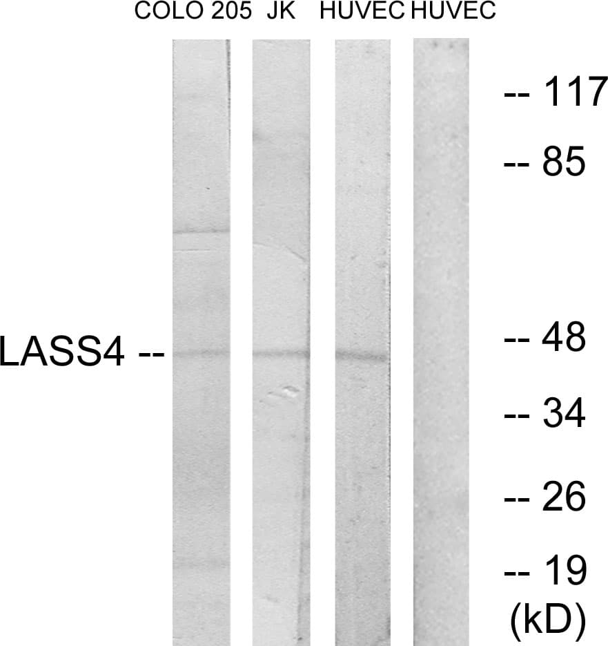 LASS4 Antibody (aa41-90)