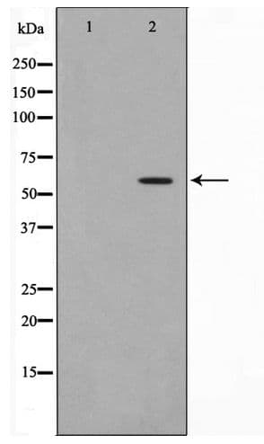 CDC25A Antibody (phospho-Ser75)