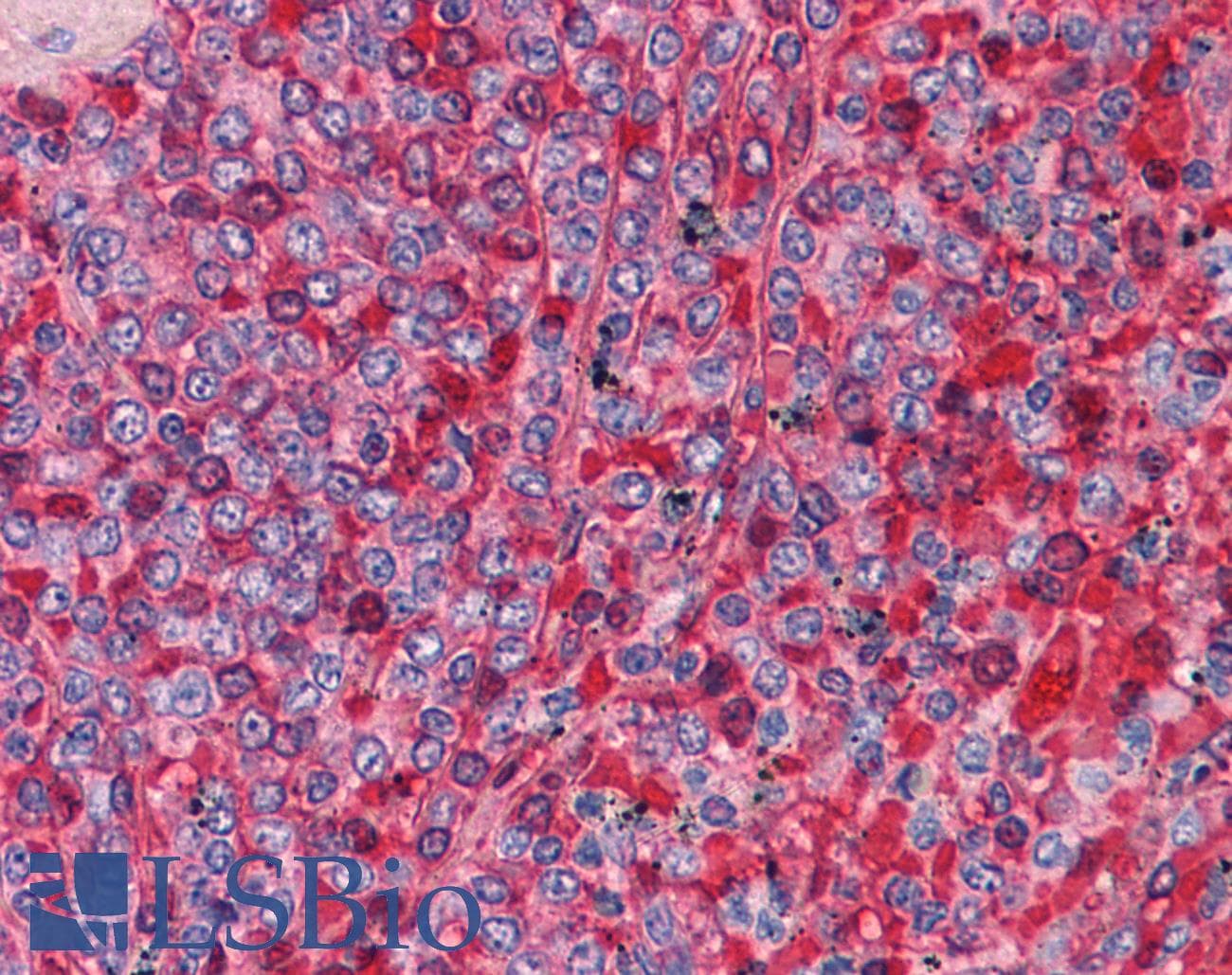 IHC-plus™ ARNTL / BMAL1 Antibody (clone 1C5)