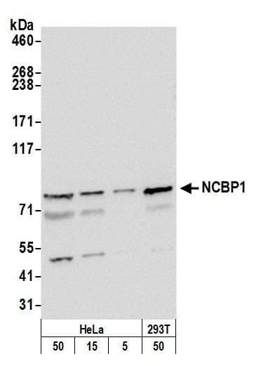 NCBP1 / CBP80 Antibody (aa482-532)