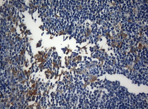 ZNF394 Antibody (aa1-296, clone OTI1G9)