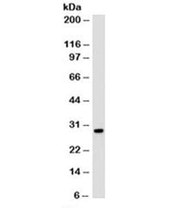 Histone Antibody (clone 1415-1, Azide-free, BSA-free)