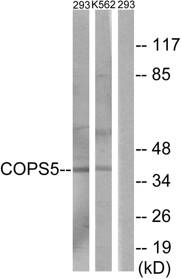 COPS5 / JAB1 Antibody (aa161-210)