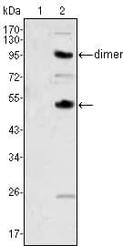 Monoclonal Mouse anti-Human CSF1 / MCSF Antibody (clone 2D10, IHC, WB)