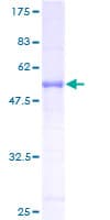Human RAB34 Protein (Recombinant GST)