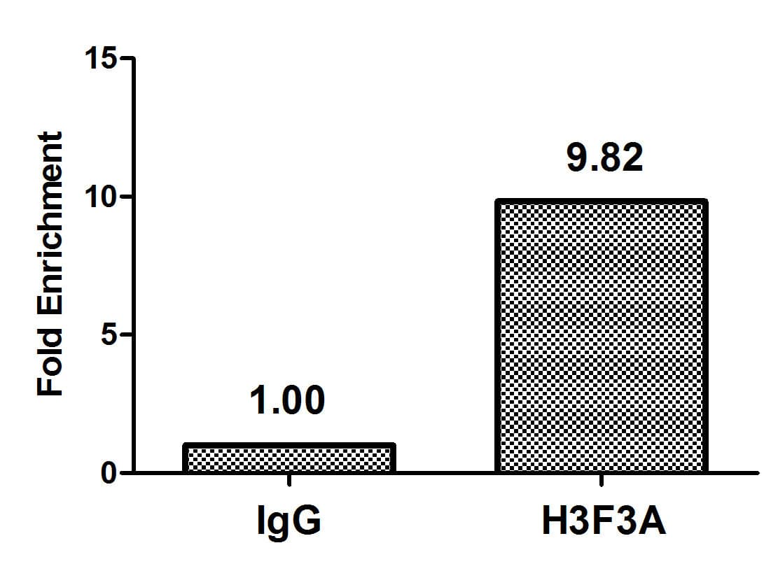 H3F3B Antibody