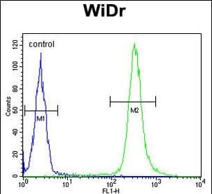 ANXA7 / Annexin VII / SNX Antibody (aa 329-356, Internal)
