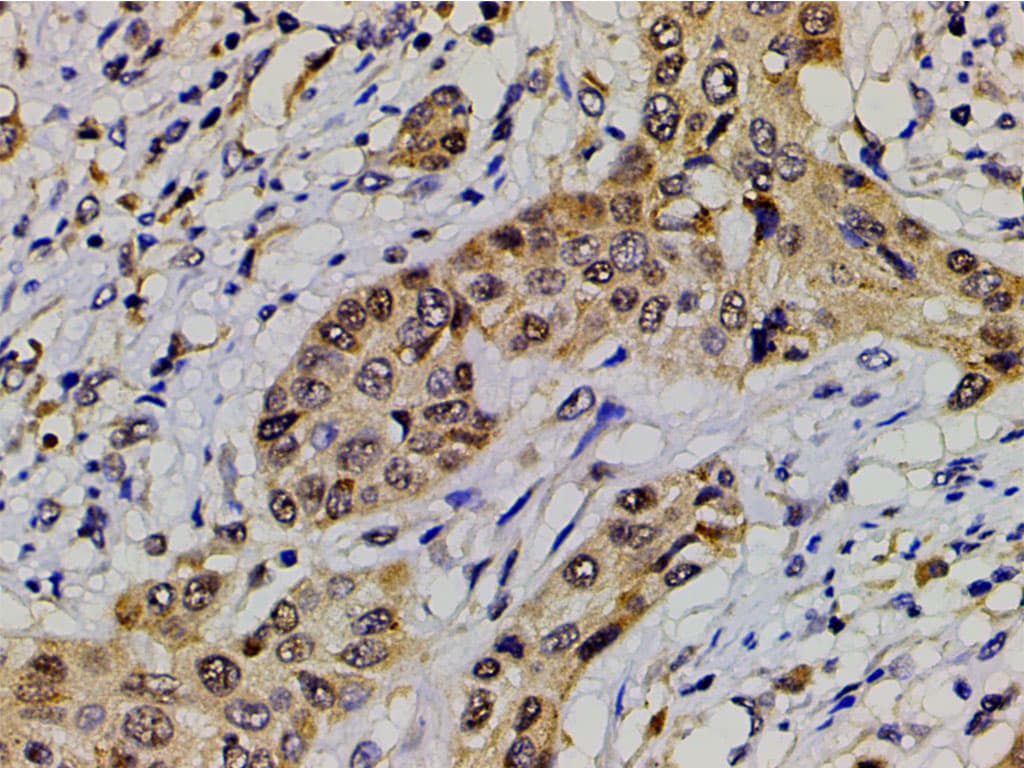 EFNB2 / Ephrin B2 Antibody