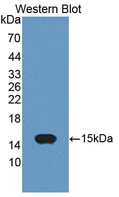 ACYP2 Antibody (aa2-106, APC, Cy7)